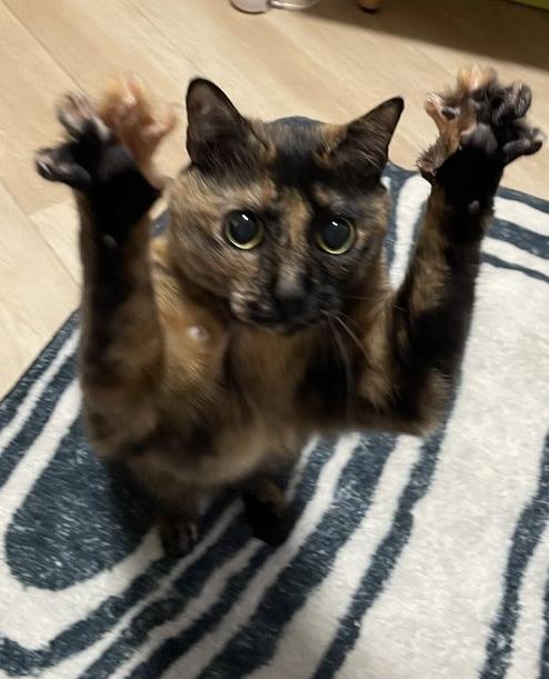 为什么玳瑁猫是一种有缺陷的猫,玳瑁猫长不胖吗