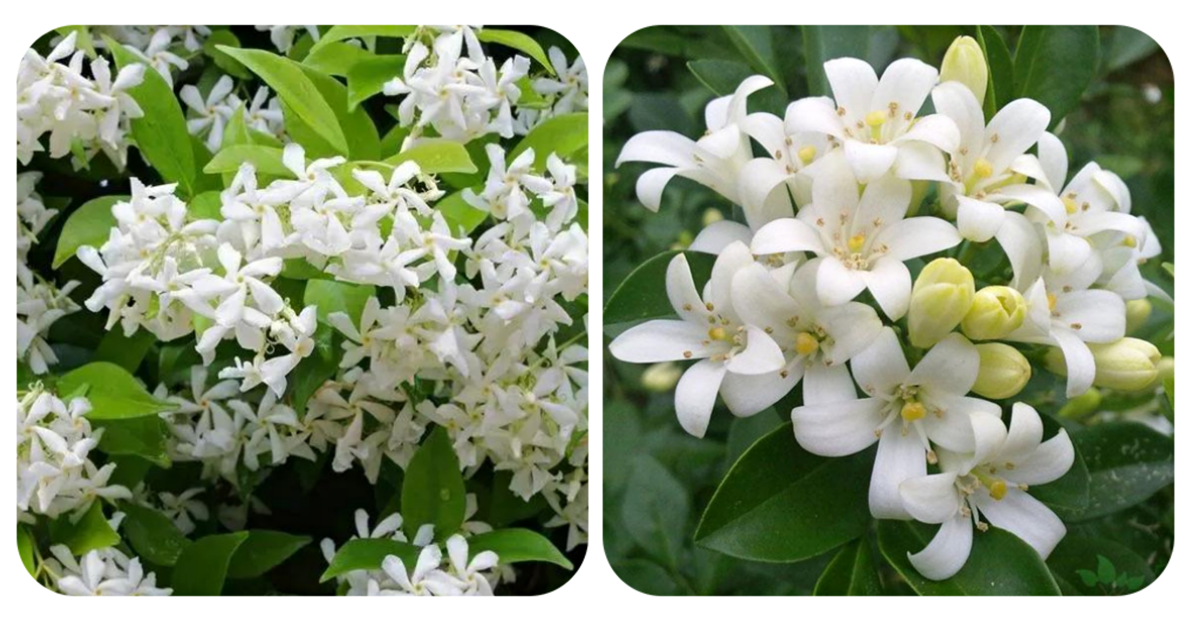 适合春季赏花的花,视觉盛宴五种赏花名花供您选择