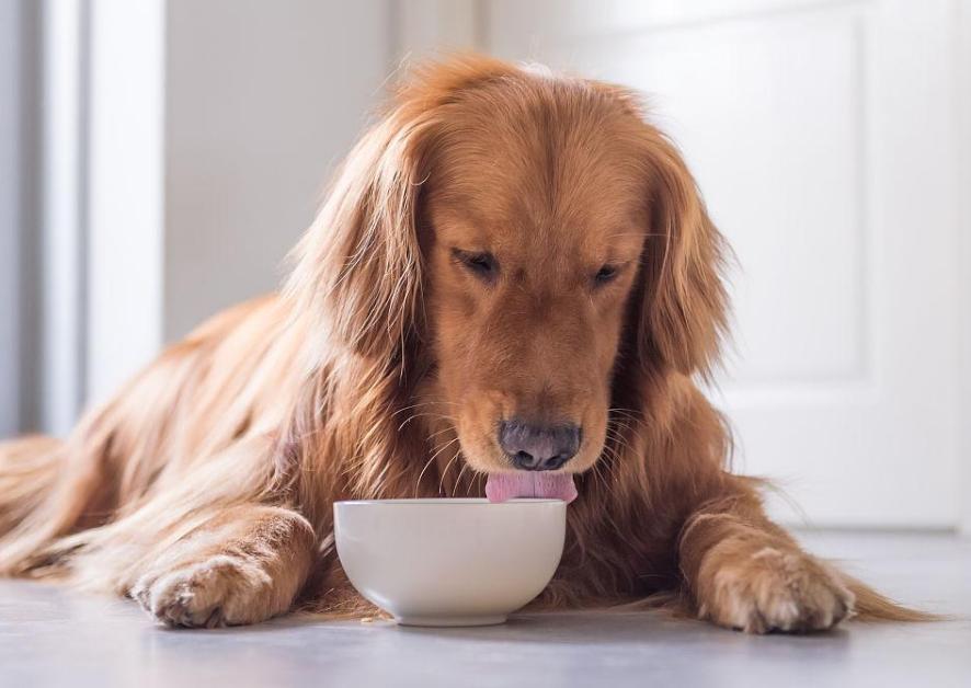 泰迪狗粮十大品牌排名,狗粮哪个品牌性价比高
