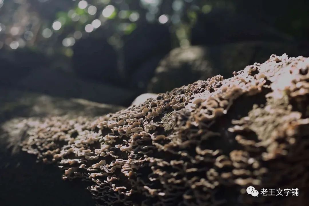 「短篇小说」茨平‖黑姐的故事