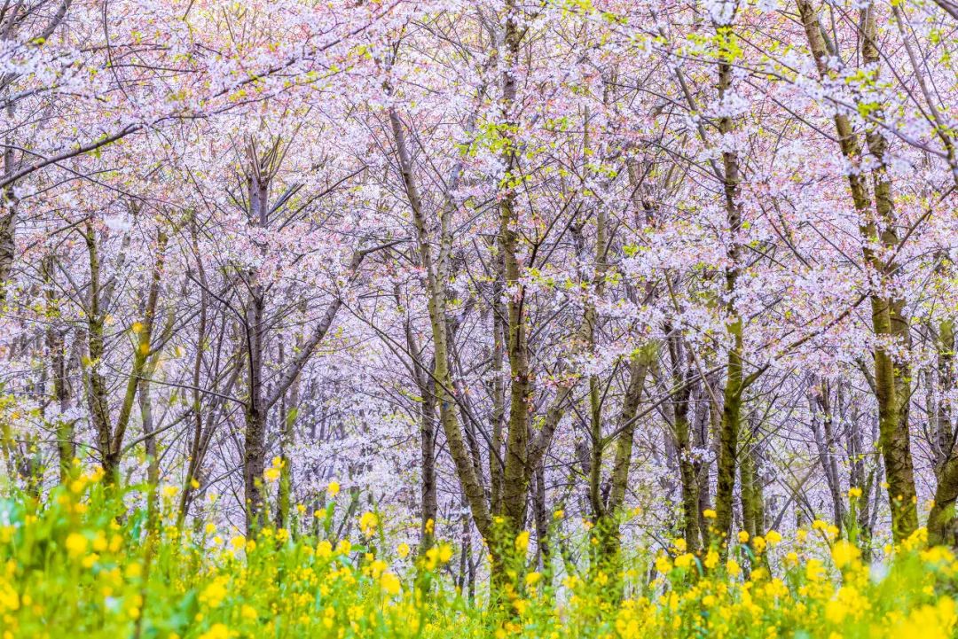 贵州安顺平坝万亩樱花园,安顺平坝樱花园面积有多少