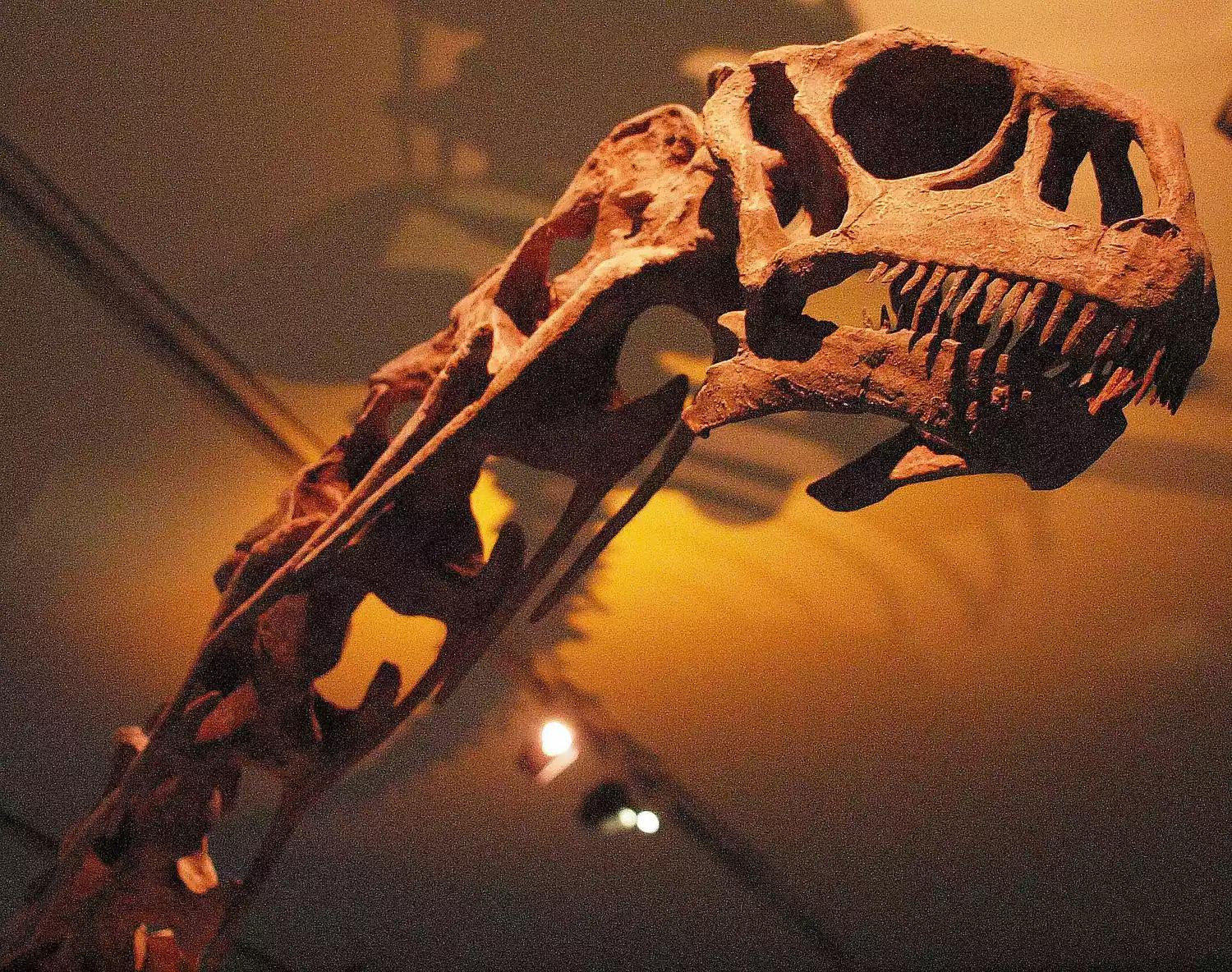 泰坦巨龙图片从哪来的,泰坦巨龙恐龙图片和简介