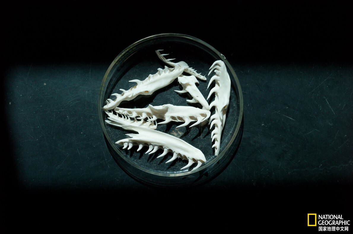 目前已发现最大的蟒蛇,目前发现最大的蟒蛇有多大