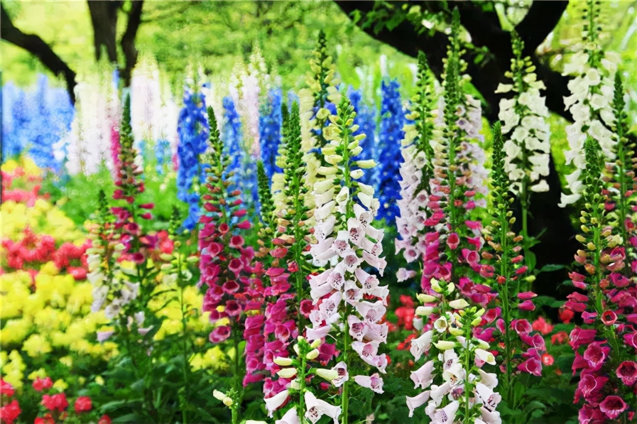 园林景观设计的五大环节,干货园林植物景观设计之空间设计