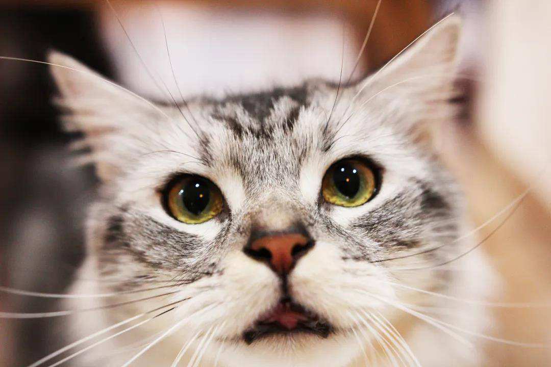 猫咪为什么不能碰胡子根部 (猫咪的胡子为什么碰不得)