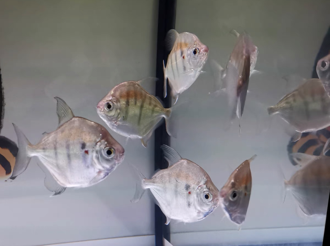 虎纹银板能和黑桃a混养么,虎纹银板鱼和黑桃a哪个好看