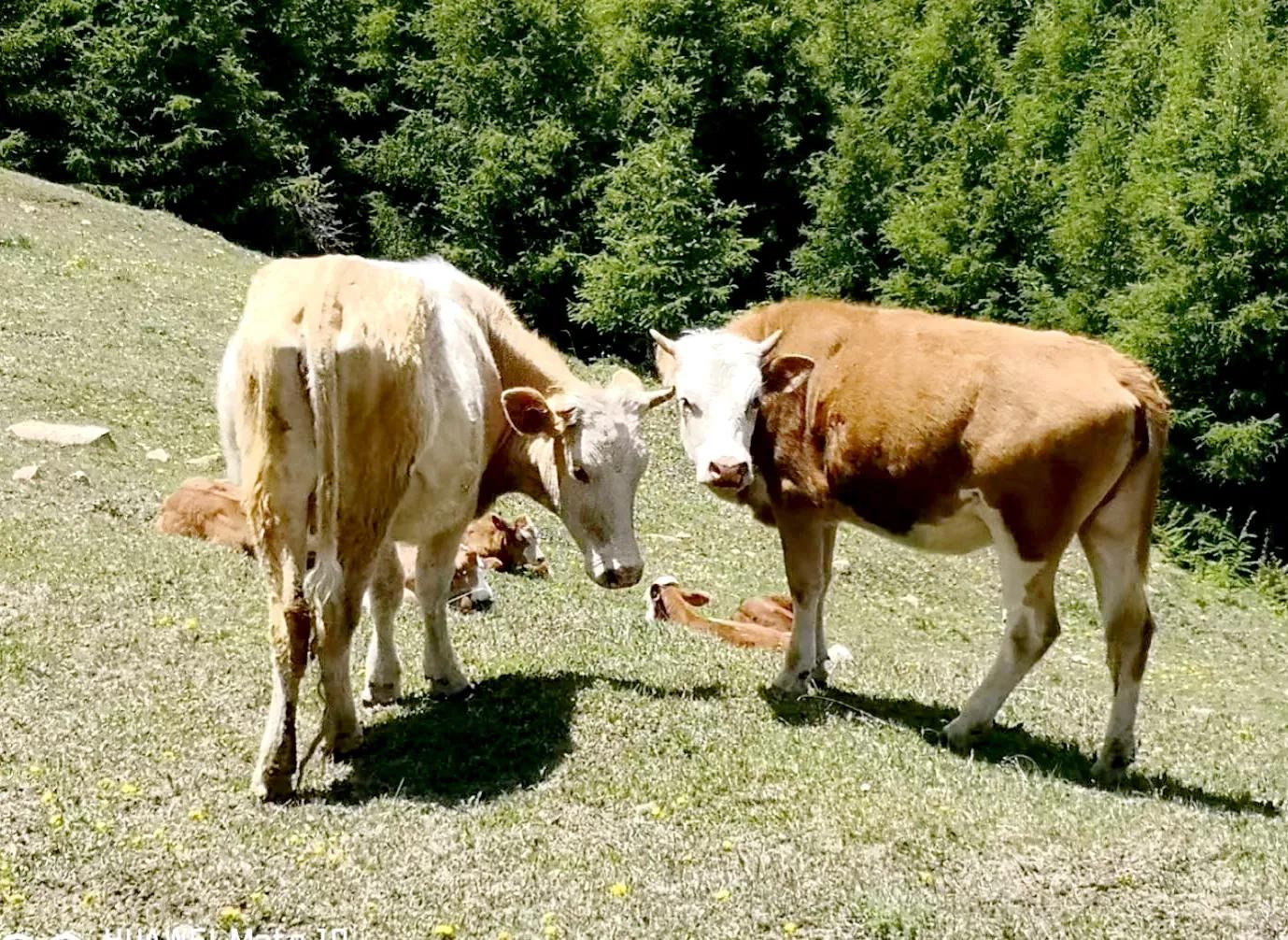 五台山的千年佛教历史和文化,五台山藏传佛教文化研究