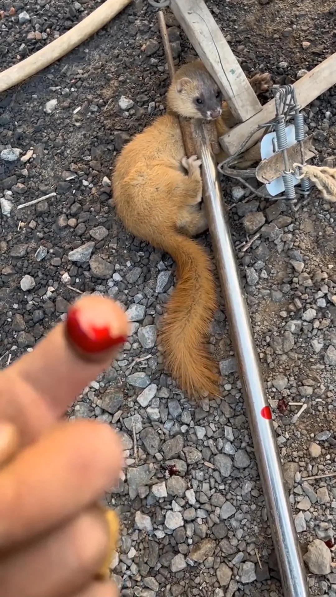 我被黄鼠狼咬伤的第一天：手指红肿，嗜睡的征兆已经出现！