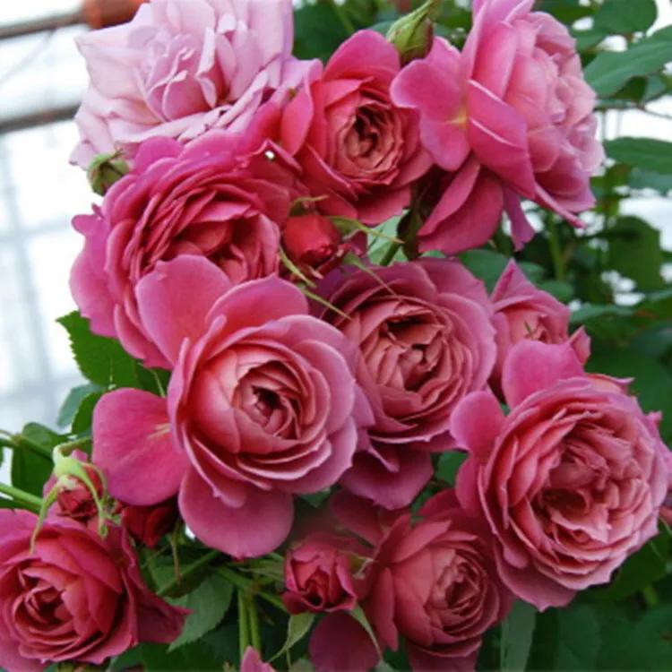 葵系列的月季,高贵浪漫的仙女月季