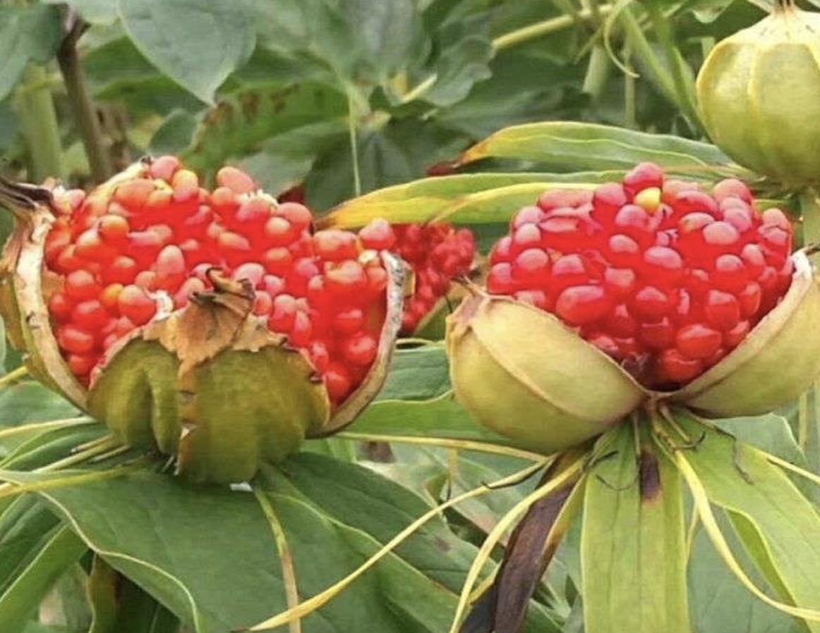 悬崖下的“七叶莲”,曾卖“800元”一斤,遇到保护起来,珍贵