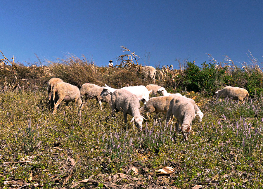 牛和马一起养可以吗,牛和牛一起养行吗