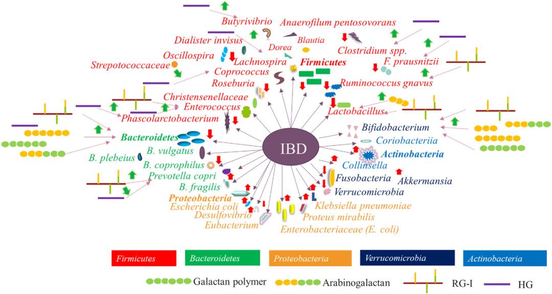 肠道健康与益生菌冷知识,调节肠道菌群吃什么益生菌