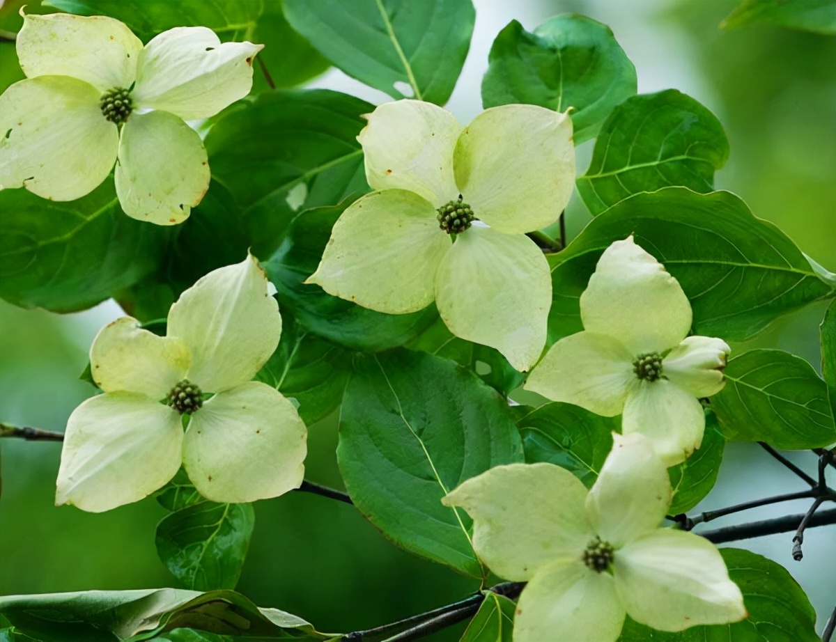 视觉盛宴五种赏花名花供您选择,春天十种最美的花介绍