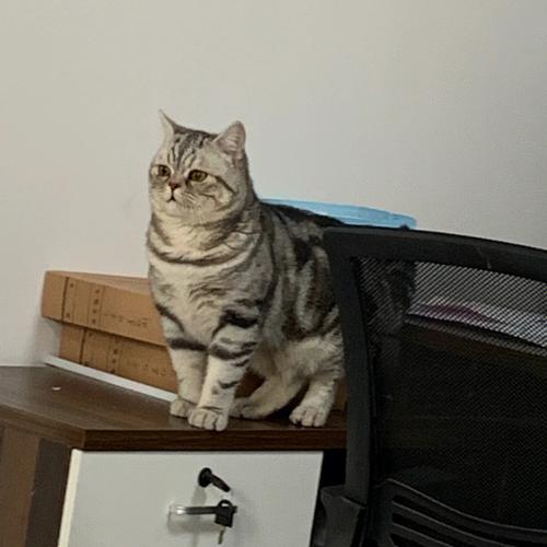 养猫首选这3种猫既便宜又好养,养猫和养狗哪个开销便宜点