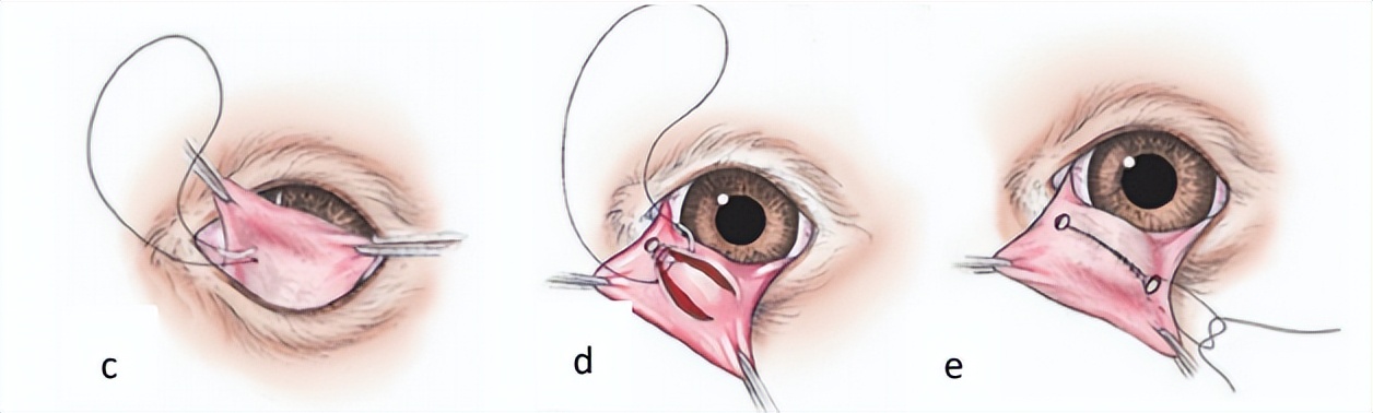 狗狗第三眼睑脱出能自愈吗,狗狗第三眼睑脱出怎么办