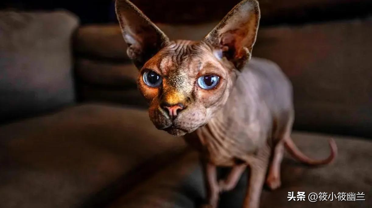 便宜适合新手养的猫咪一百左右,猫咪价格便宜又好养