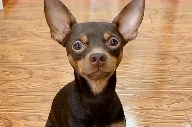 小鹿犬身上皮屑是怎么回事,小鹿犬身上尾巴上皮屑怎么治疗