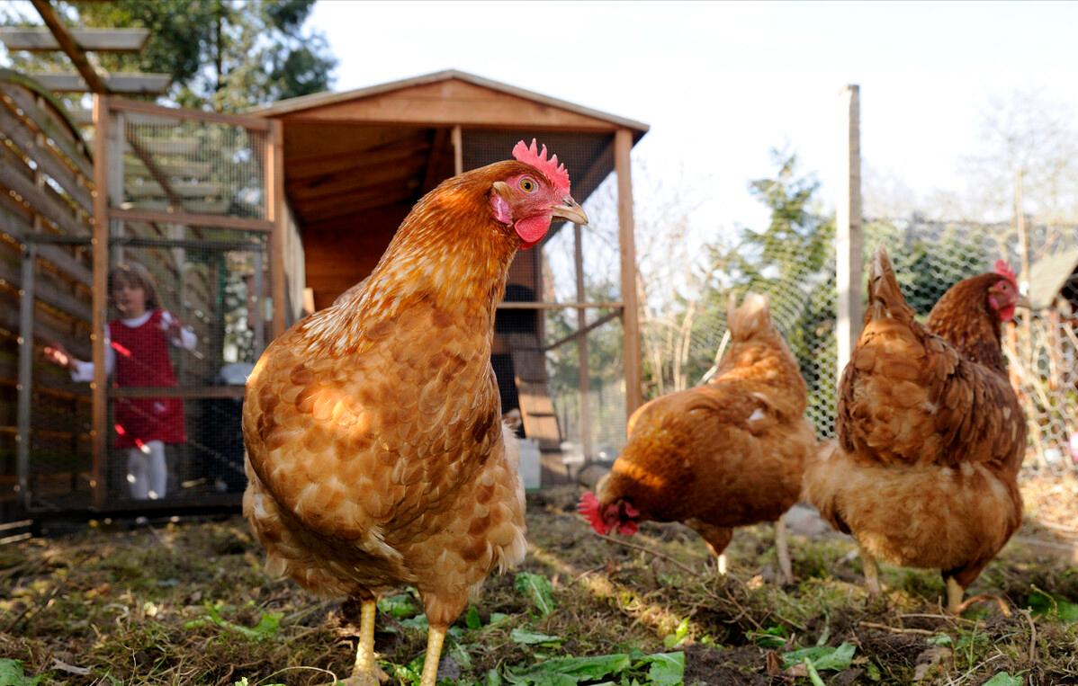 干鸡宝真的价值7万到35万一克吗,鸡宝7万元一克