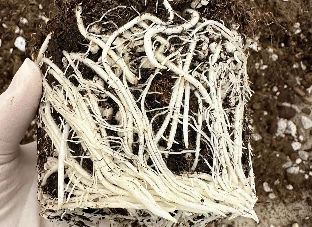 1毛钱药片,一百块钱一颗的小药片