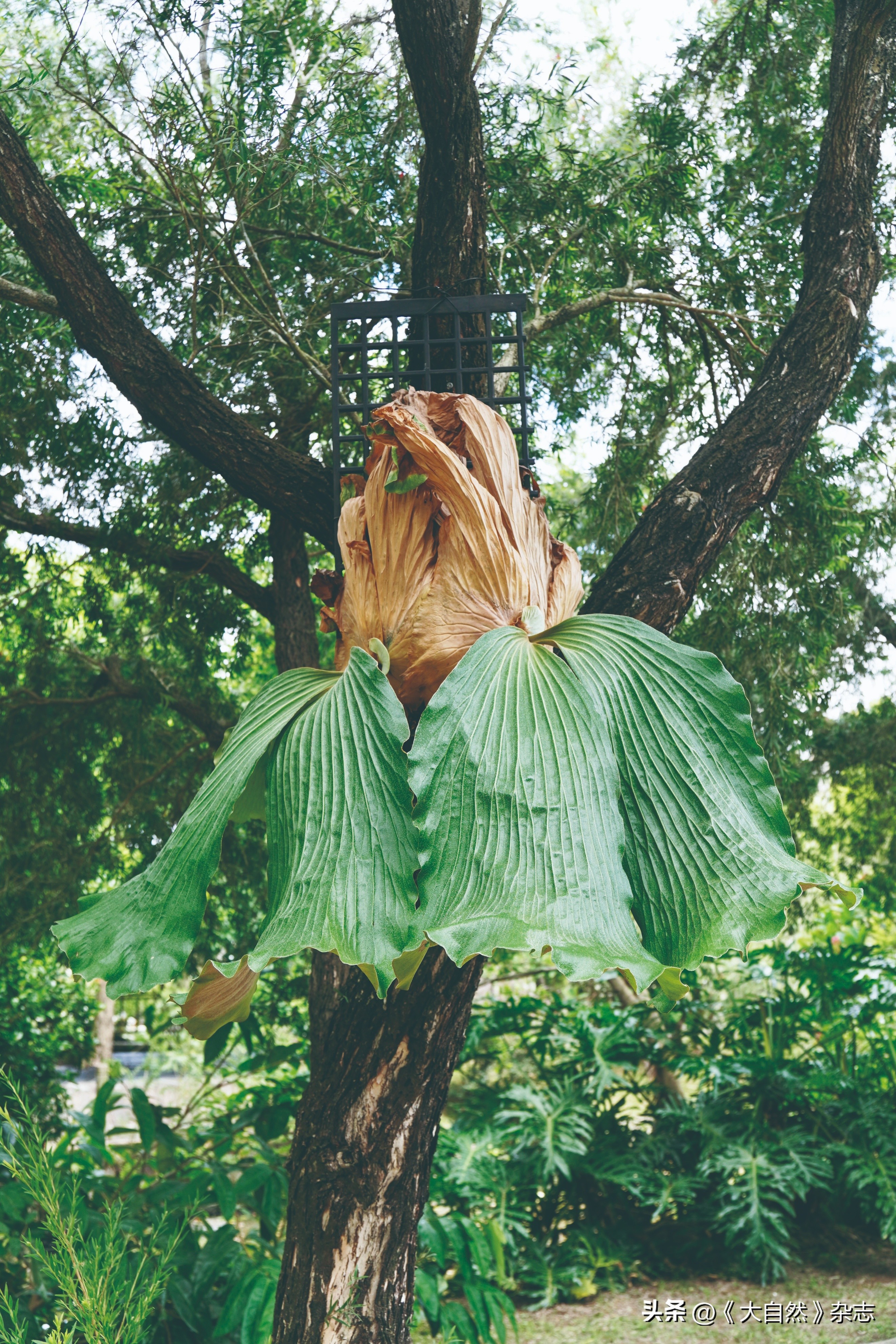 林深时见“鹿”，解谜鹿角蕨
