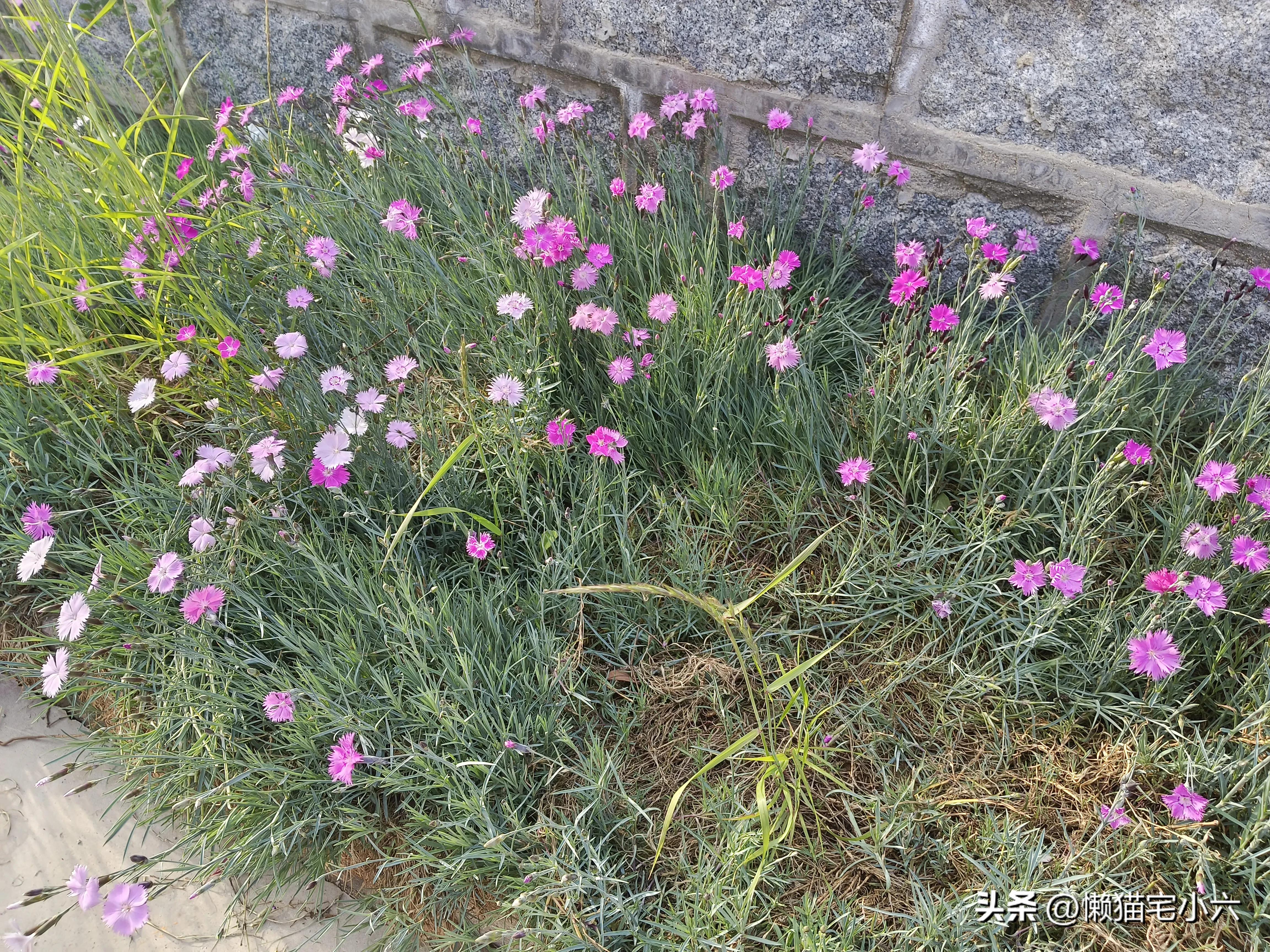 吾欲将心寄明月,吾欲将心寄明月是什么意思