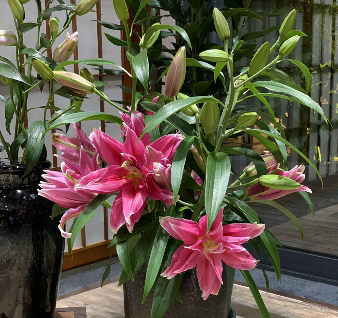 百合花怎样养开花多又好看,百合花怎么养才能开花多旺盛