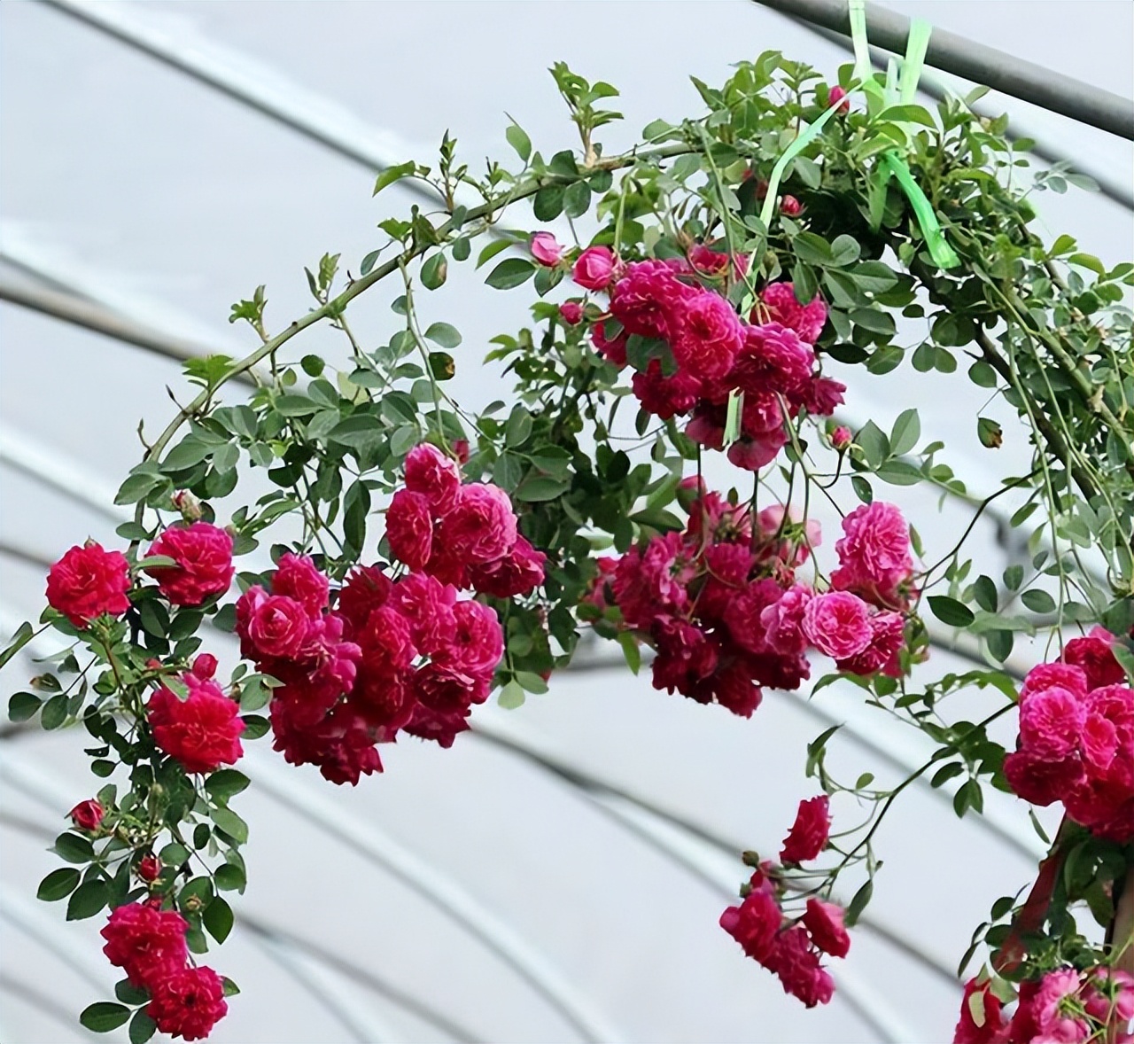 甜蜜红木香与四季红木香哪个好养,红木香什么品种最好养殖