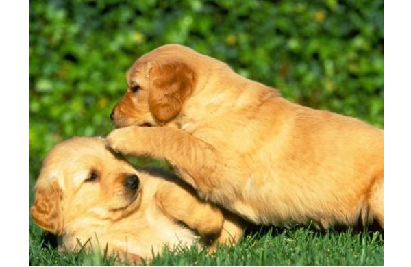 金毛喝水多尿频正常吗？什么原因导致的？该如何解决？