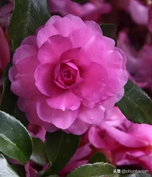 山茶花纯音乐,山茶花