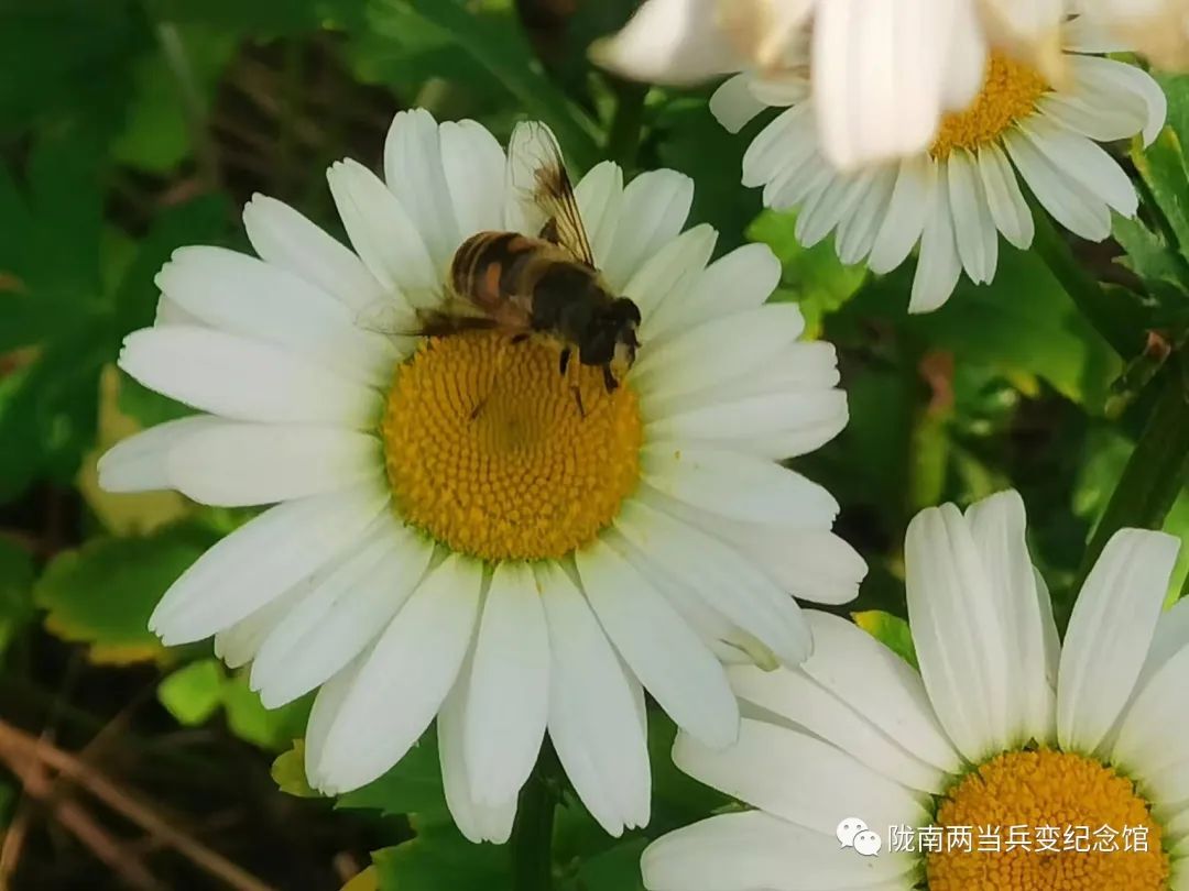 大家都向往的田园生活,向往的田园生活让人放松