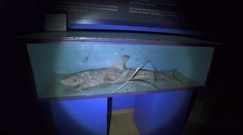 僵尸水族馆原片 (恐怖鲨鱼僵尸)