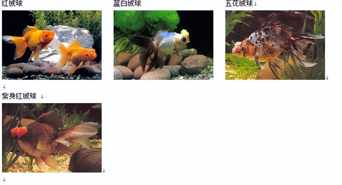 适合从上往下看的金鱼有什么品种,各种金鱼的品种图片