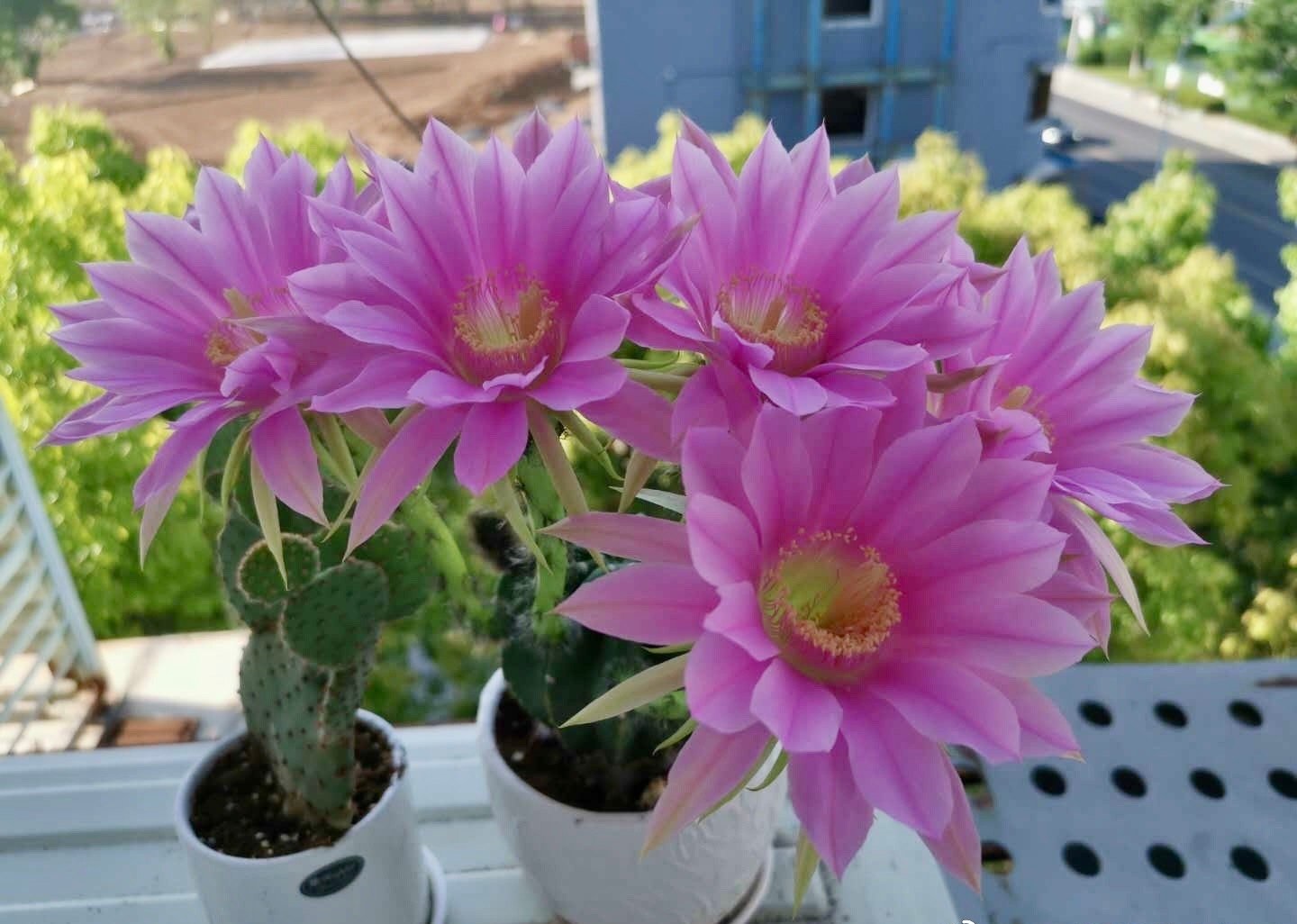 9种很会开花的仙人球，个个颜值高、开花勤奋，养护也简单