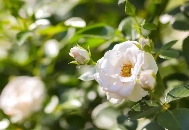 黄玫瑰代表什么含义,黄玫瑰歌曲