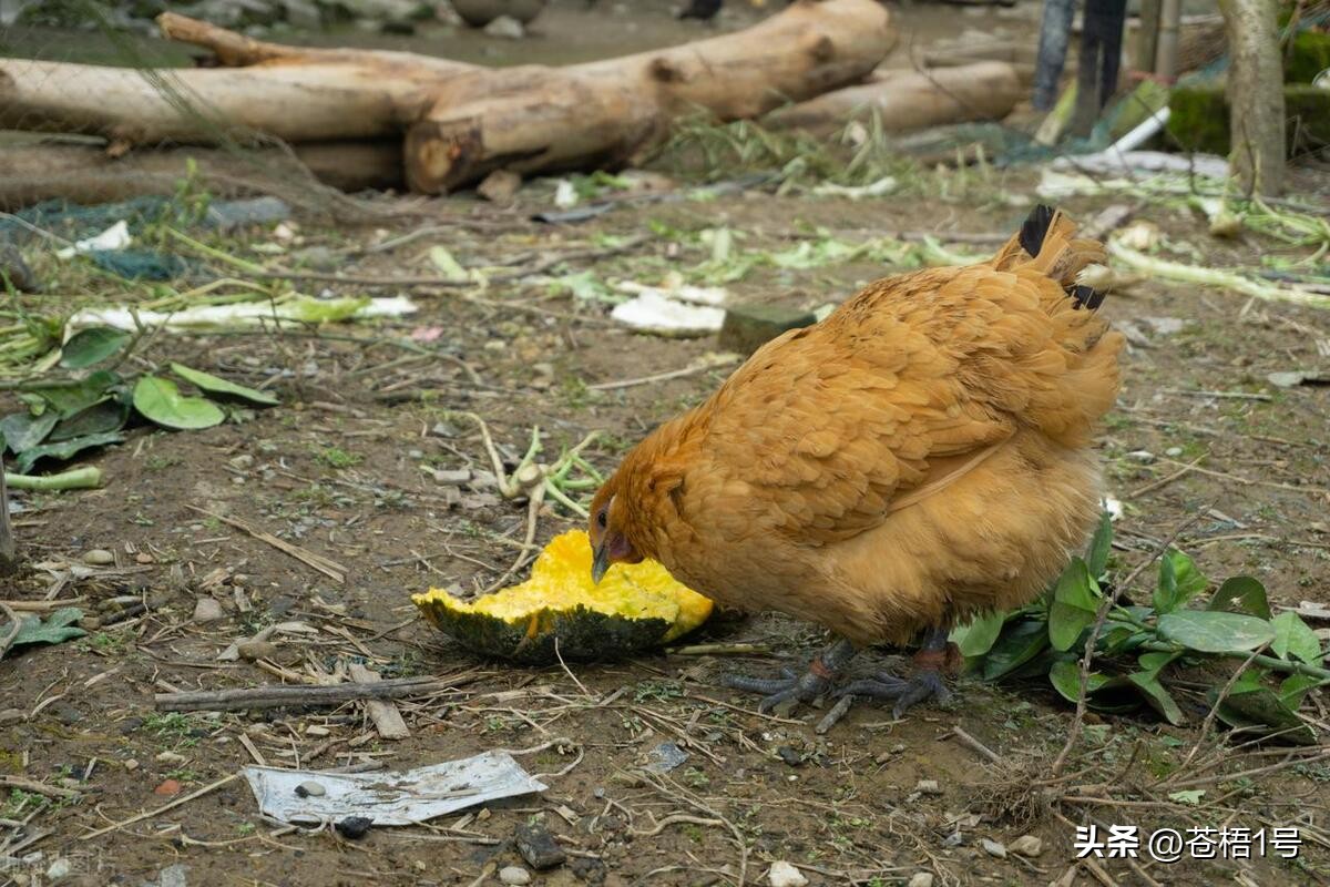 养鸡人最害怕什么,现在养鸡遇到的问题