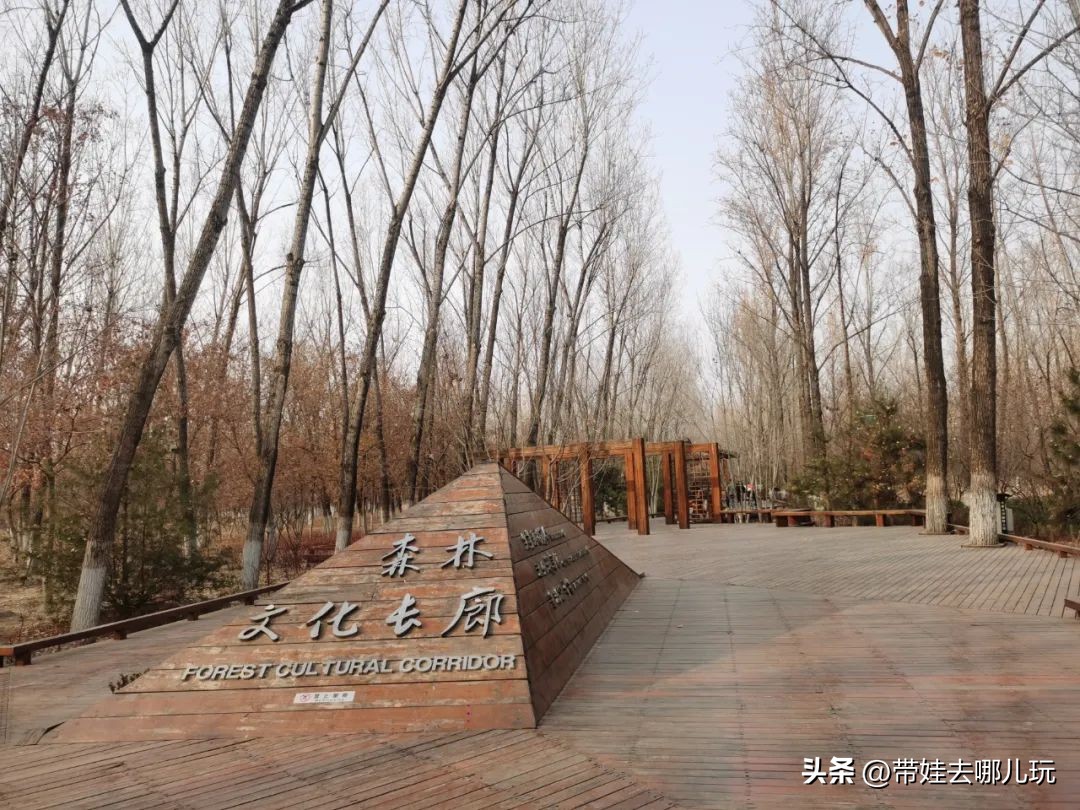 在森林公园里玩耍,中国可以骑行的森林公园