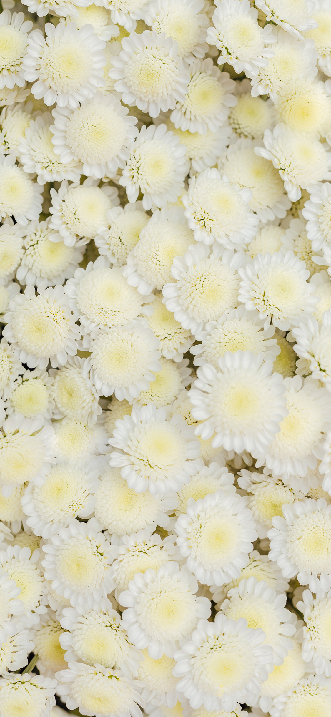 2023年手机壁纸,2023年最新款超清手机壁纸