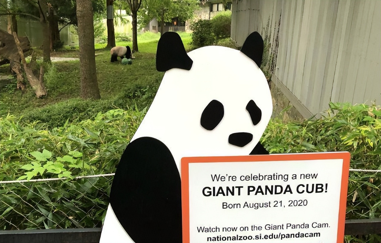 丫丫即将回国：国宝熊猫，在如何改变世界？