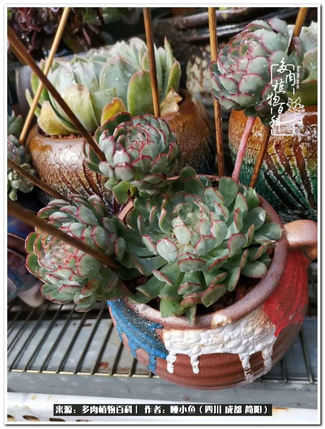 看世间繁华品一生,看世间繁华品人生美味