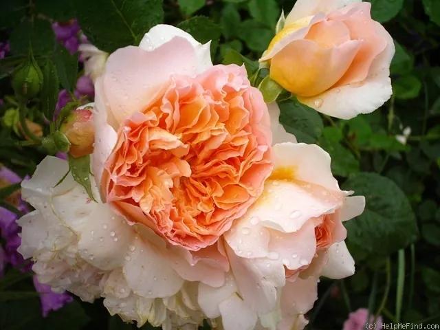 从“运茶快船（TeaClipper）”到英国人对中国茶叶的狂热