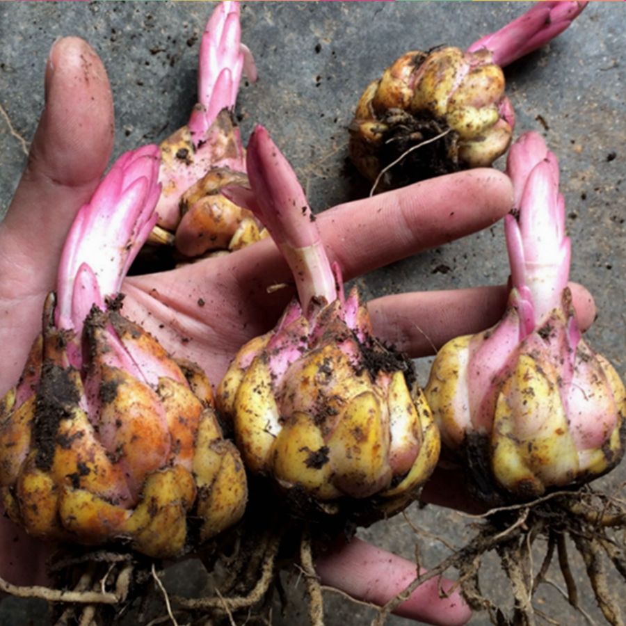 这3种花漂亮又好养1年能开300多天,5种花超好养漂亮上档次