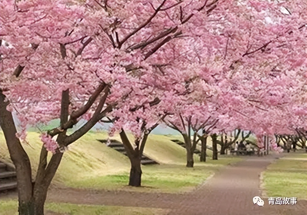 青岛市花之王,青岛市市花文化底蕴