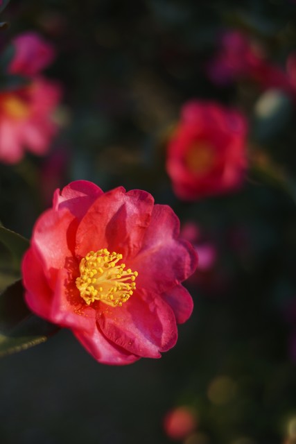 高雅有诗意的山茶花名字,山茶花之美的古诗词