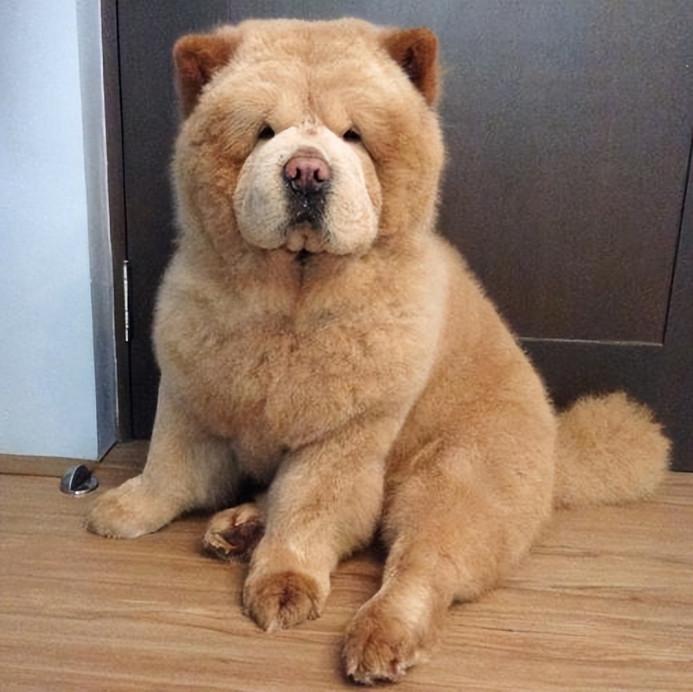 松狮犬为什么不建议养,松狮犬为啥不建议养了呢