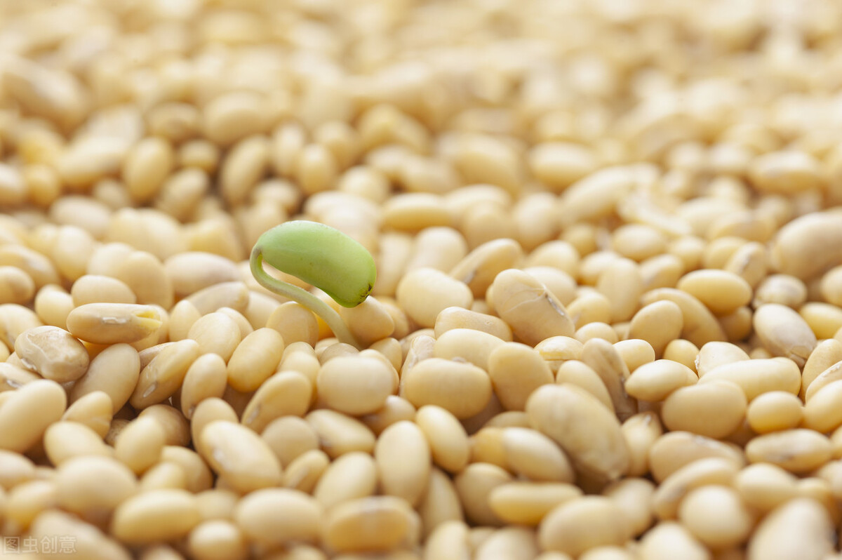 种子危机比芯片更可怕,种子危机btf