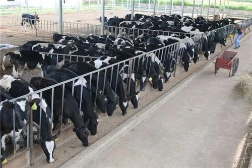 奶牛养殖场建设的标准是,奶牛养殖小区管理