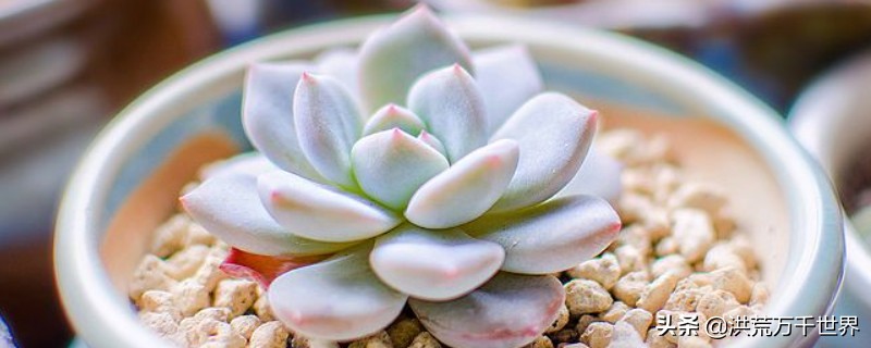 蓝石莲的养殖方法和注意事项,蓝石莲扦插先有芽还是先有根