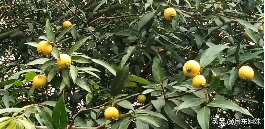 佛山公园里的荷花已悄然绽放,佛山人去旅游