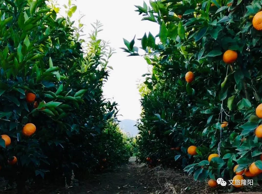 冬樱散场菜花香，蜂飞花间采蜜忙：用一天的时间去邂逅乡野风光