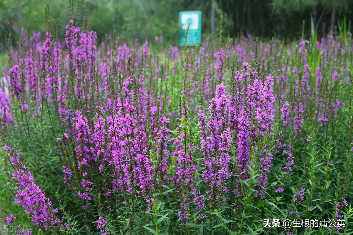 水生花卉栽培方法和技术,十种常见水生花卉